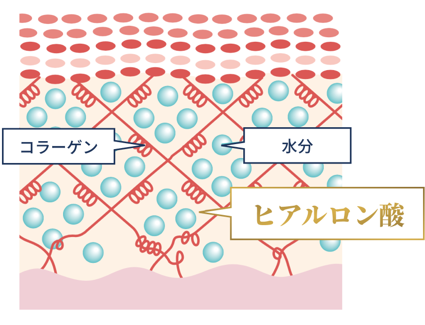 コラーゲン　水分　ヒアルロン酸